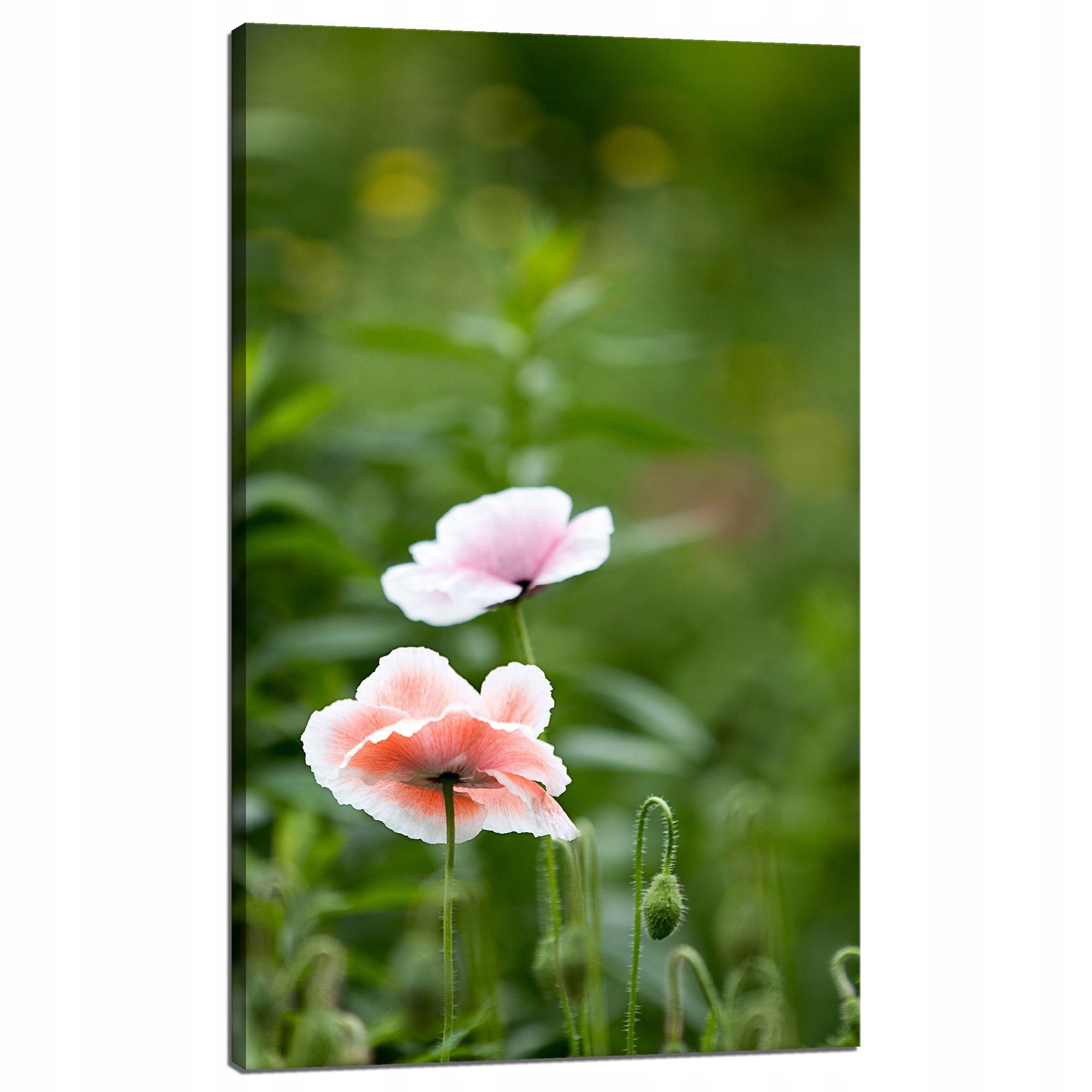 Obraz na plátně Botanika Květy máku 60x100 cm