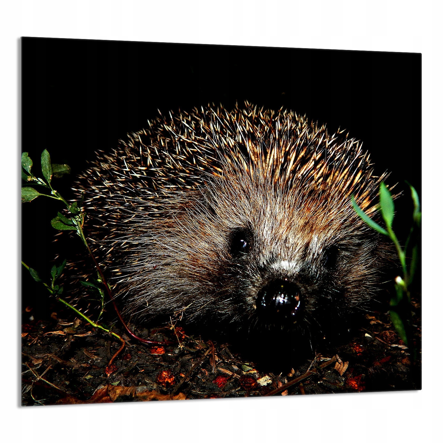 Skleněný Panel Do Kuchyně 65x60 Ježek Tvrzené Sklo