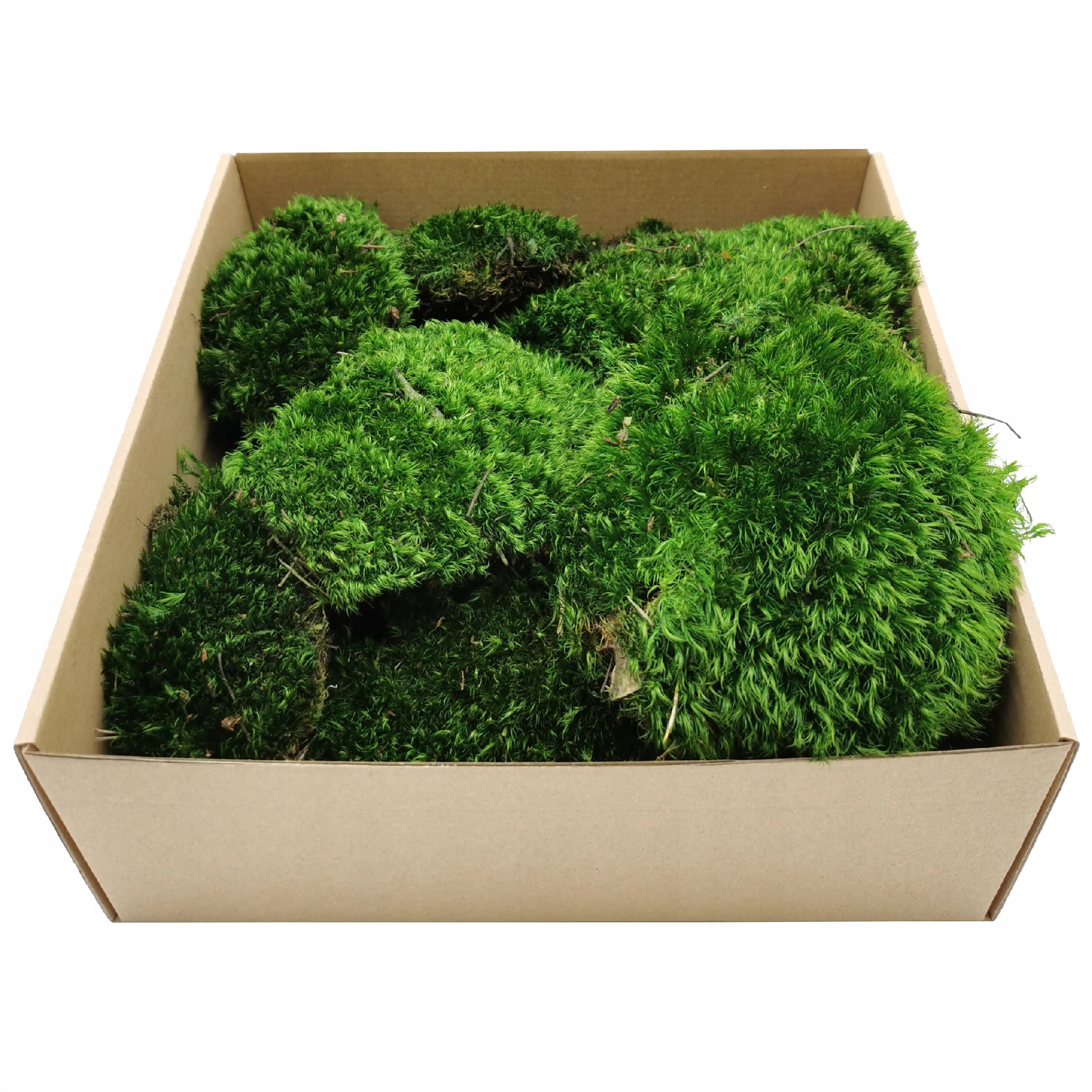 Mech Bagienny Poduszkowy do Chrobotek 0.55m2 Forma w kartonie