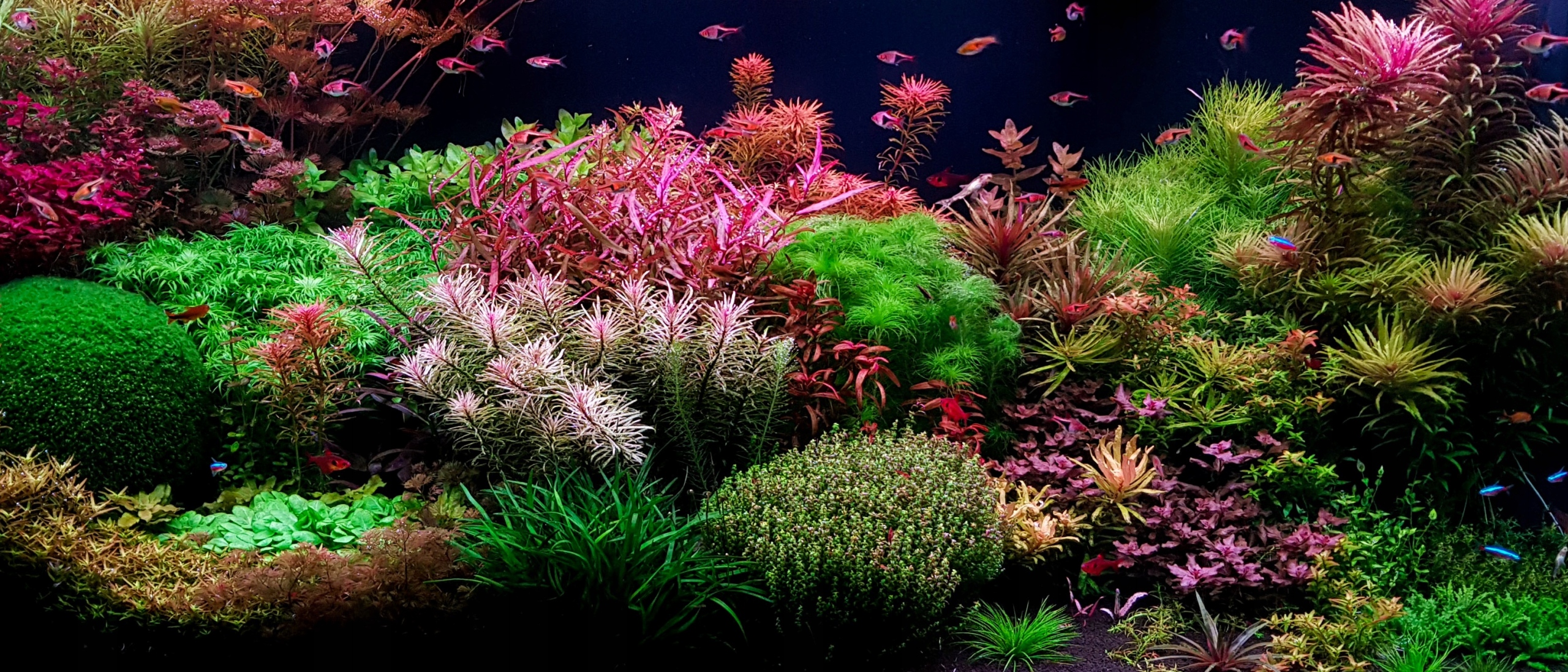 FOSFOR - NH4H2PO4 50 g (CZYSTY DO 99,9%) EAN (GTIN) 5903678491260