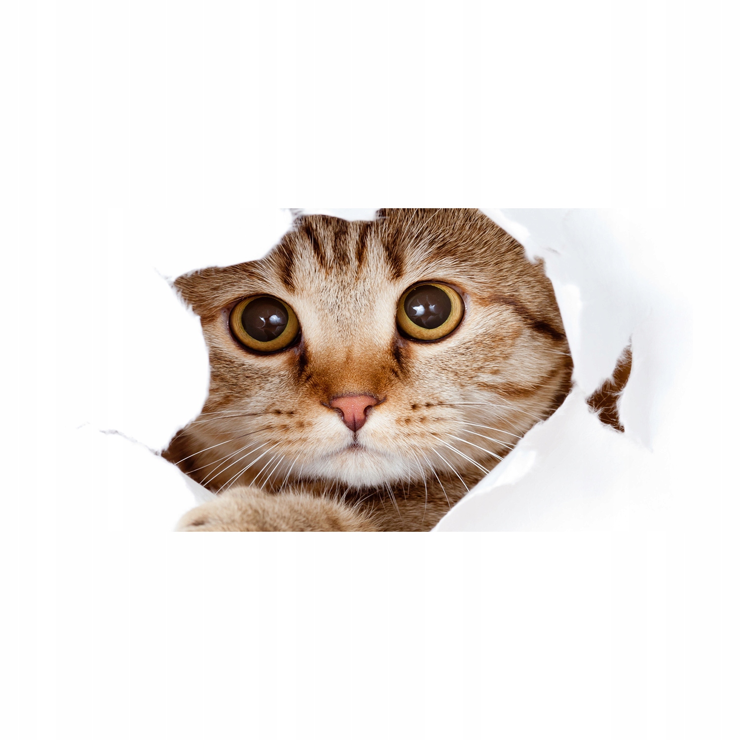 

Foto obraz na szkle akrylowym zdjęcie Kot 120X60cm