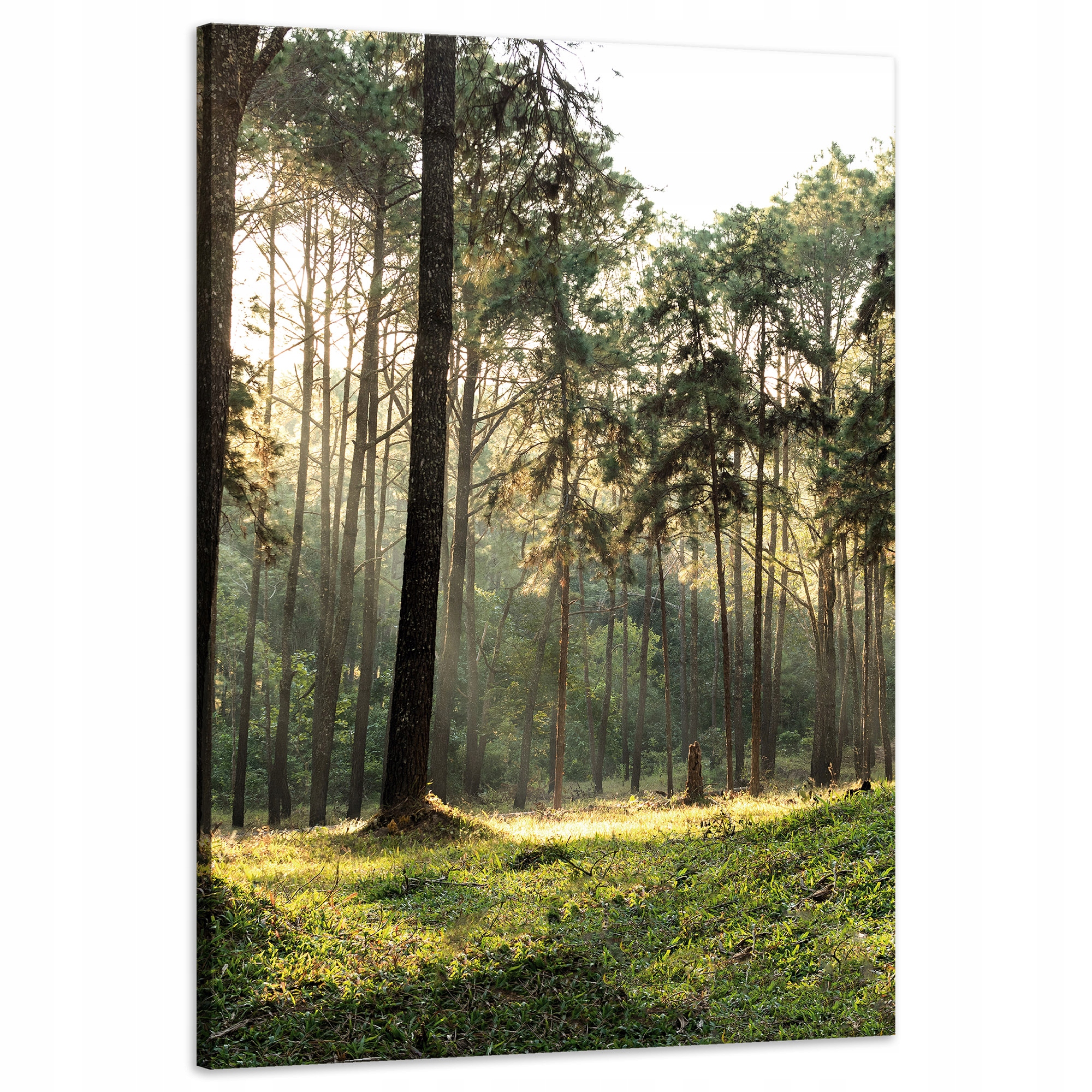 Obraz na plátně Les Stromy Slunce Příroda 60x90 cm