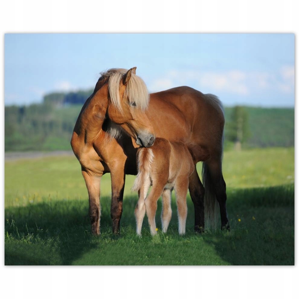 

Plakat 50x40 Klacz i źrebak