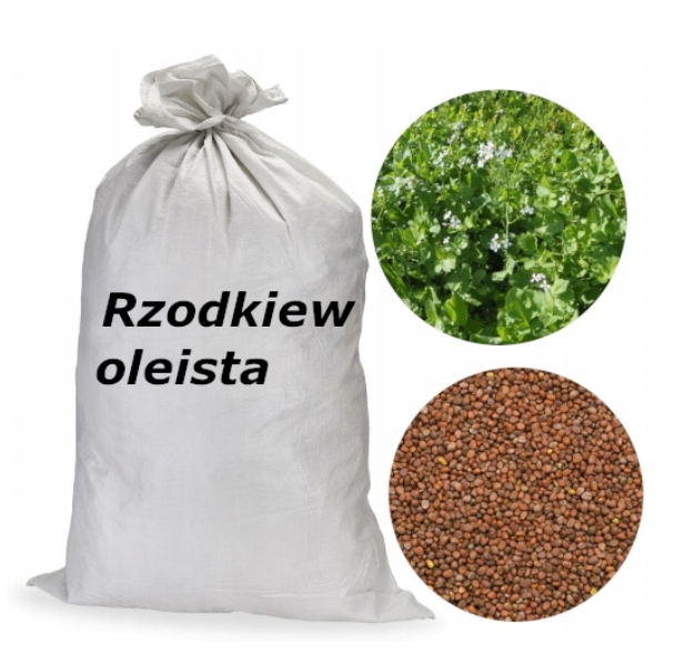 Rzodkiew Oleista materiał paszowy nasiona 10kg