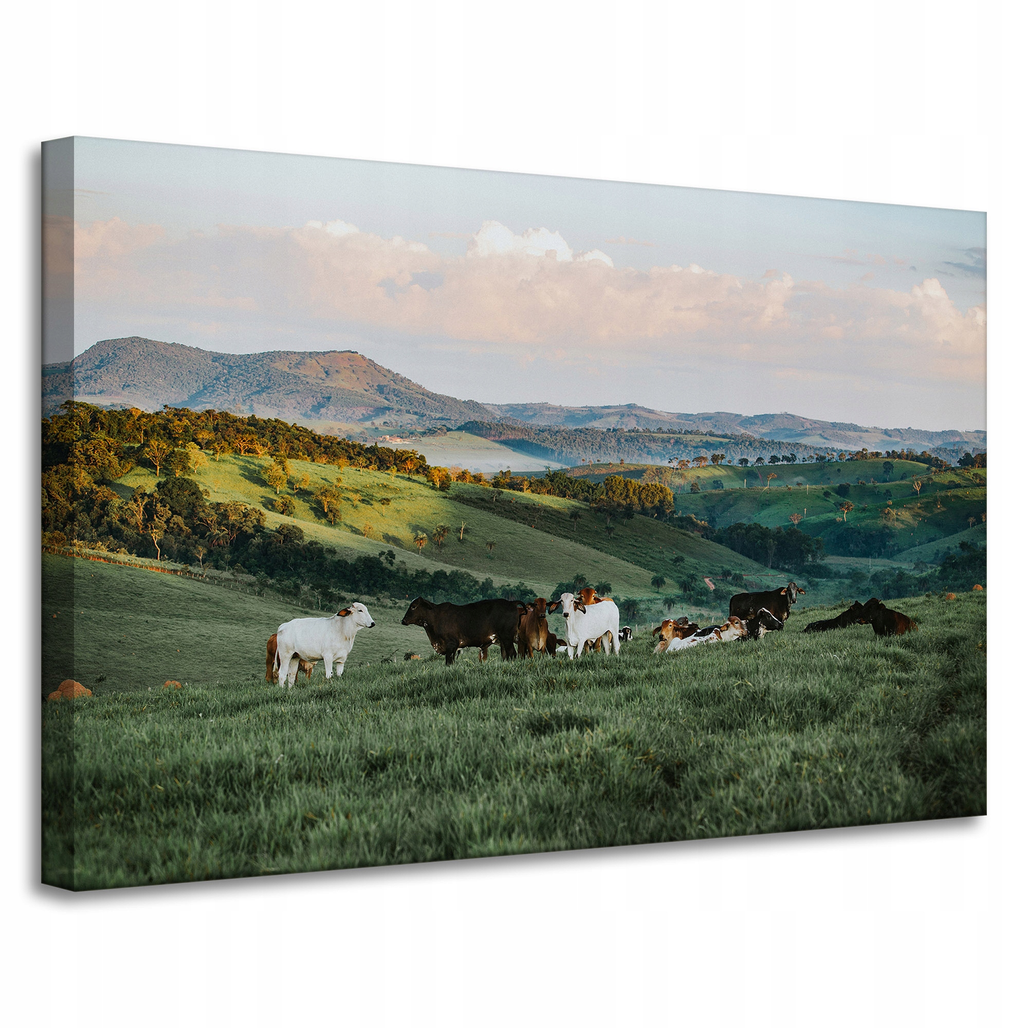 Obraz Canvas Natura Pastvina Horské ovce 90x60