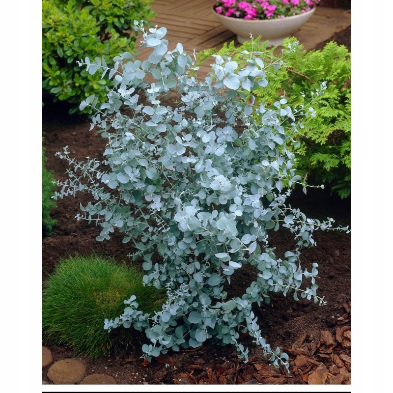 ЭВКАЛИПТ ВАССАЛЬНЫЙ СИНИЙ СЕМЕНА