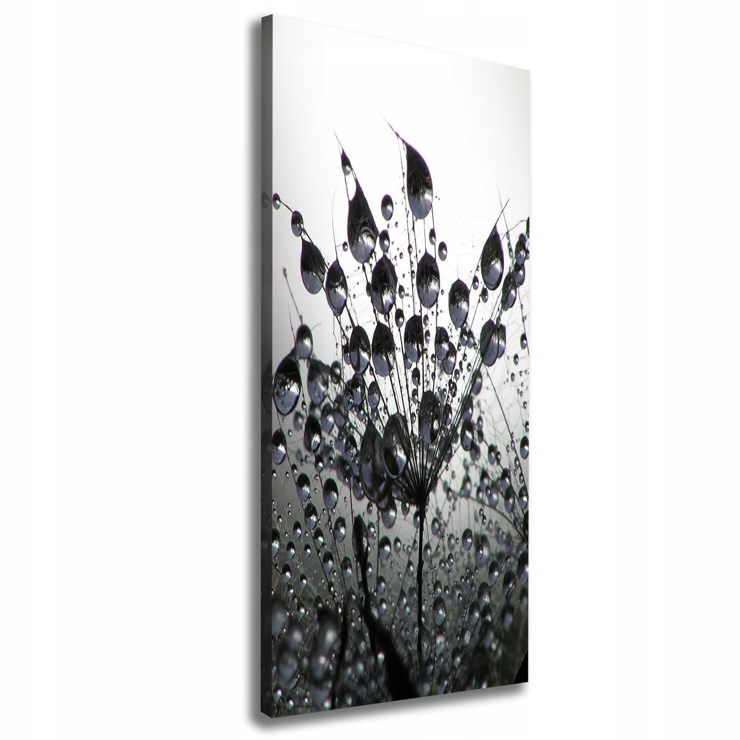 

Foto obraz na płótnie Nasiona dmuchawca 50x125 cm