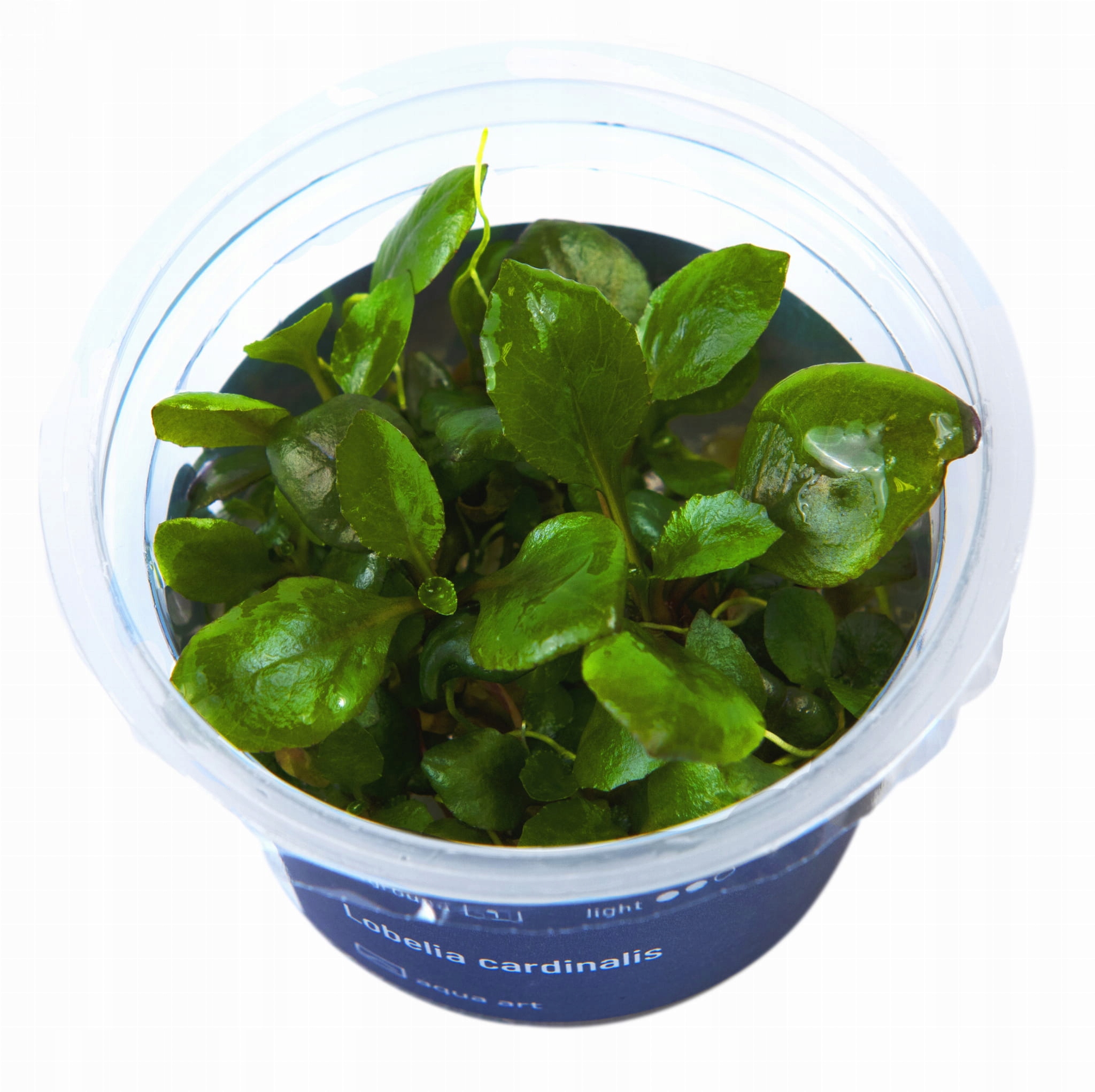 AquaArt Lobelia cardinalis ROŚLINA IN VITRO KUBEK 5cm