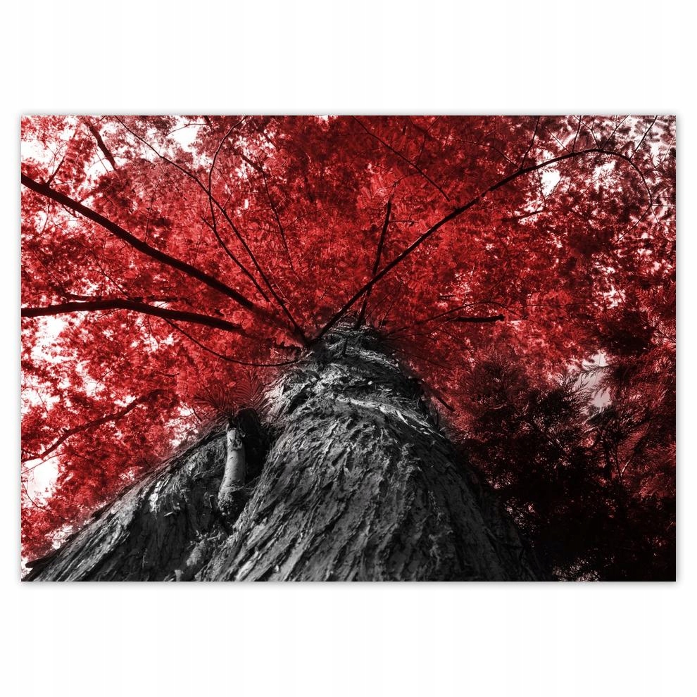 

Plakaty 70x50 Sekwoja Wysokie drzewo