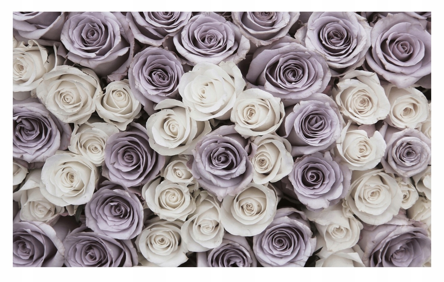 Fototapeta do ložnice Květiny Růže Vintage 312x219