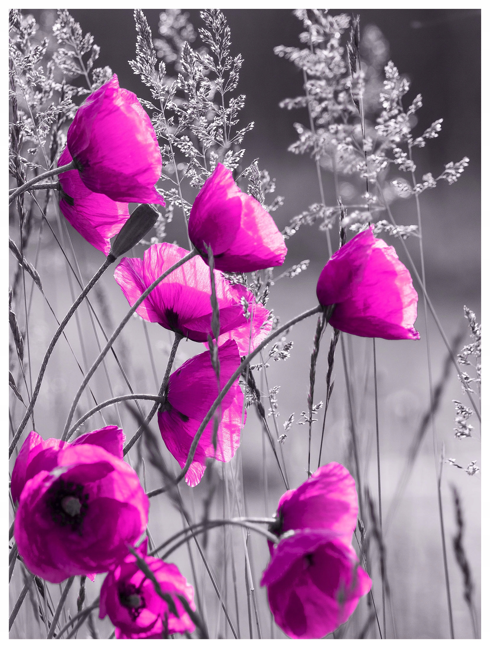 Fototapeta Máky Růžový květinový akcent do vašeho interiéru 184x254 lepidlo