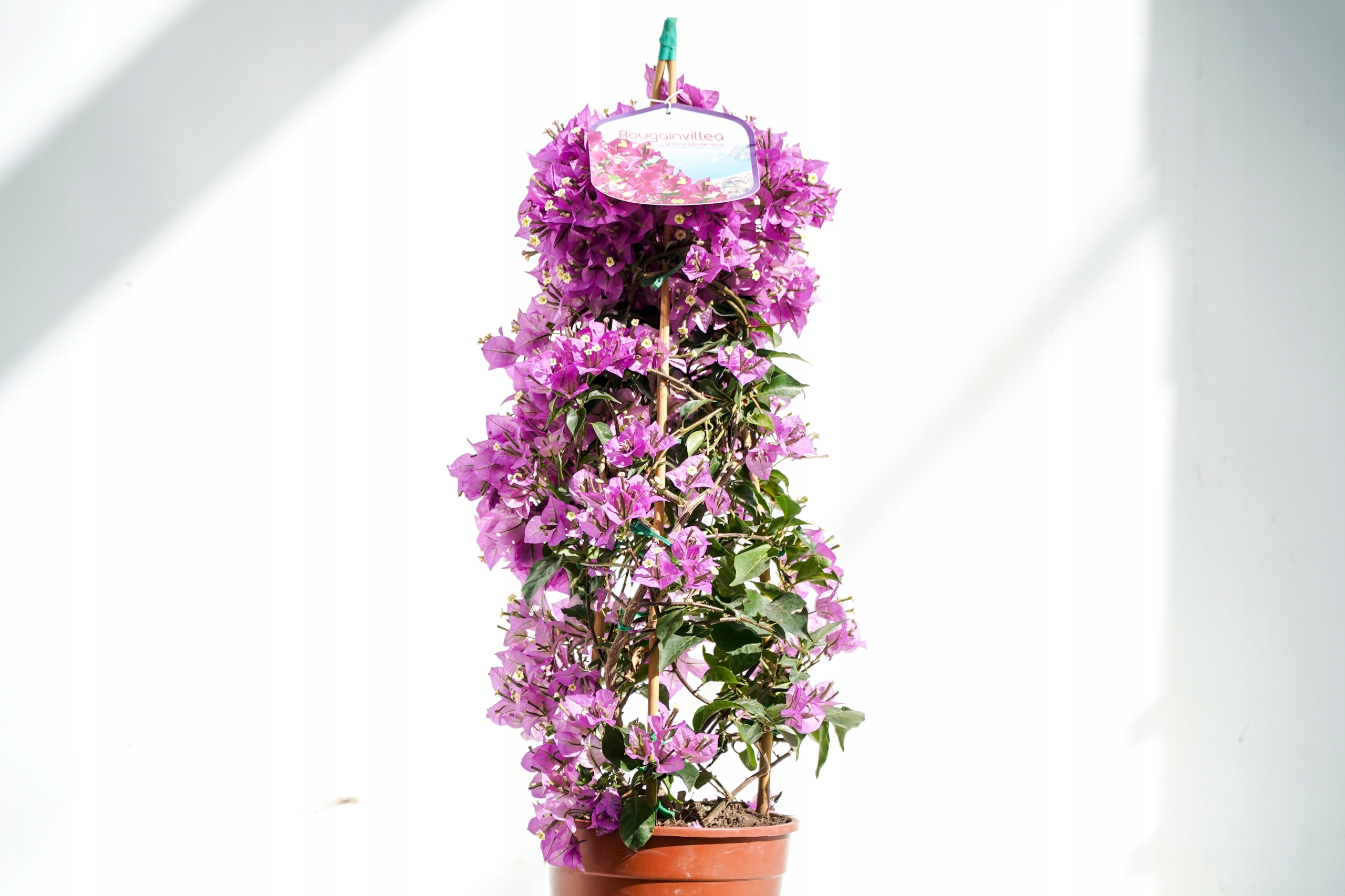 Bugenwilla Alexandra pnącze