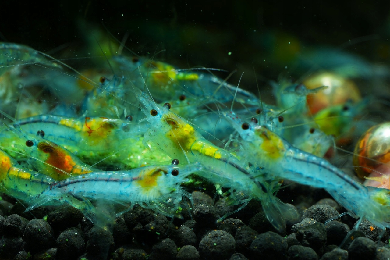 Krewetki Neocaridina Blue Jelly