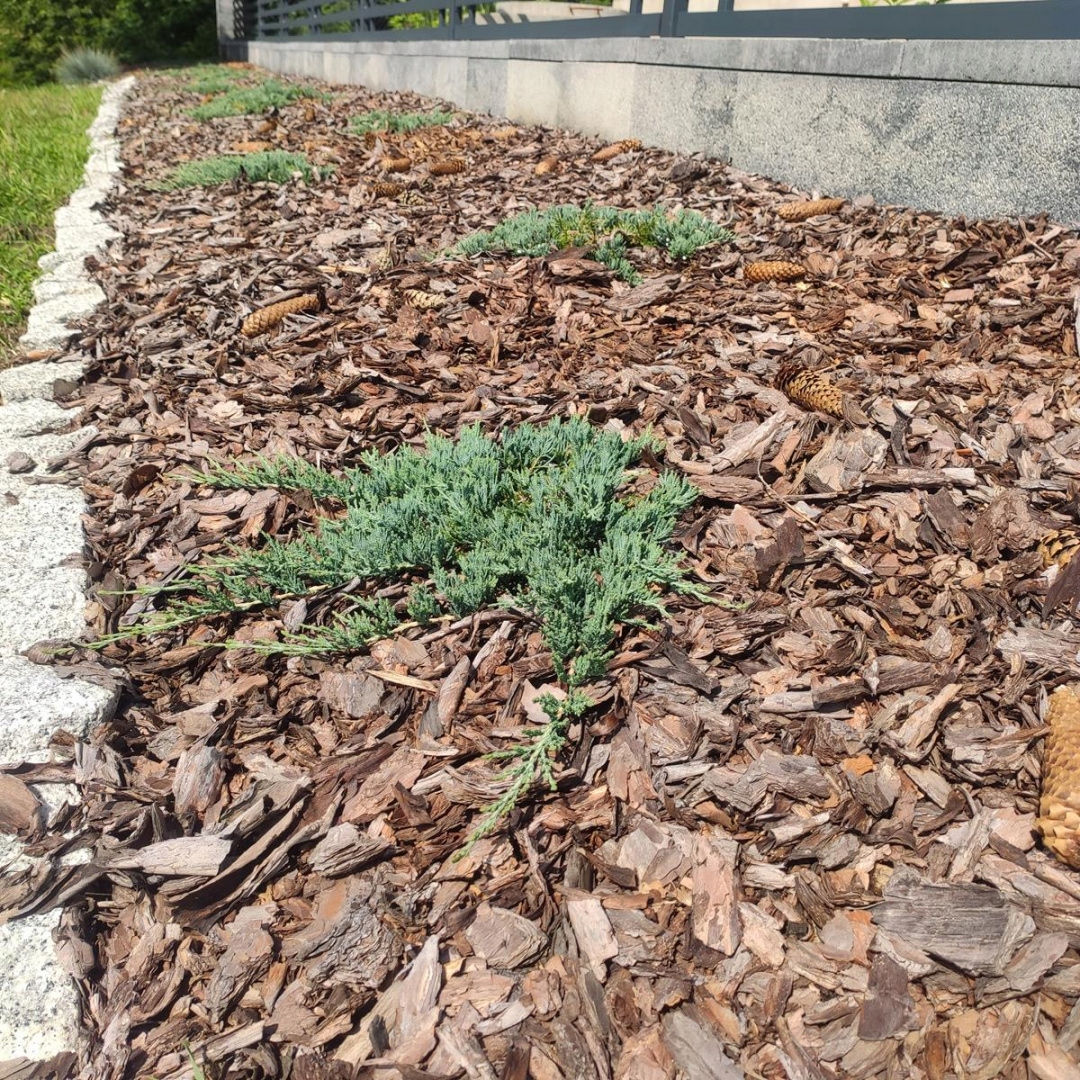 KORA SOSNOWA OGRODOWA 80L PALETA 36 sztuk Marka inna