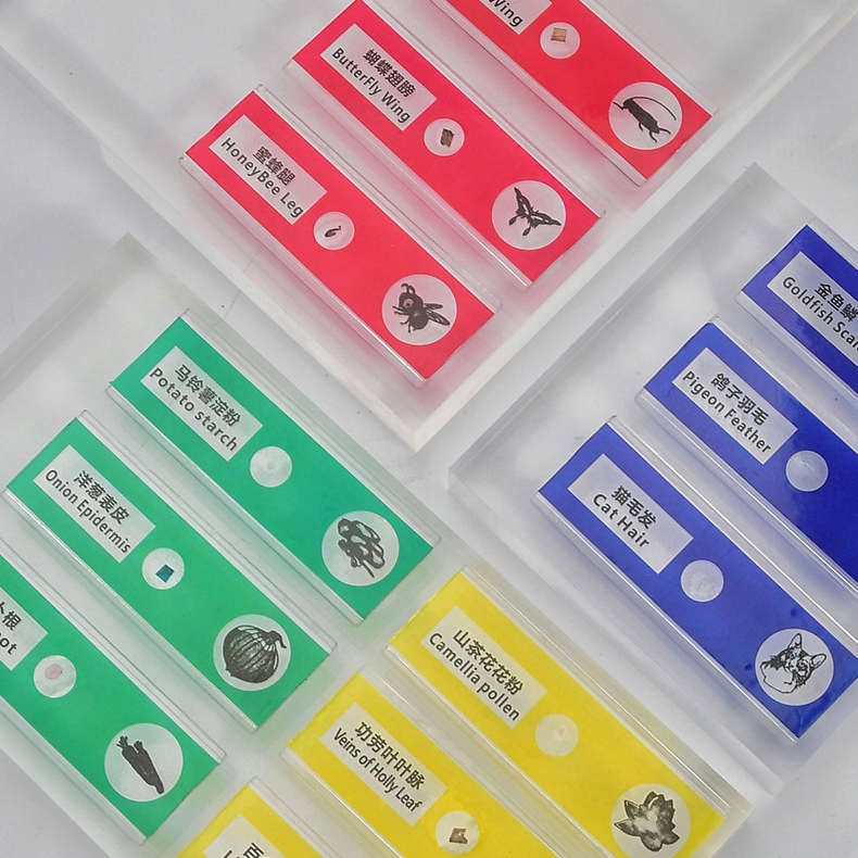 Mikroskop Przenośny Kieszonkowy Dla Dzieci Edukacyjny Prezent Model Prezent dla 6 7 8 9 10 latka