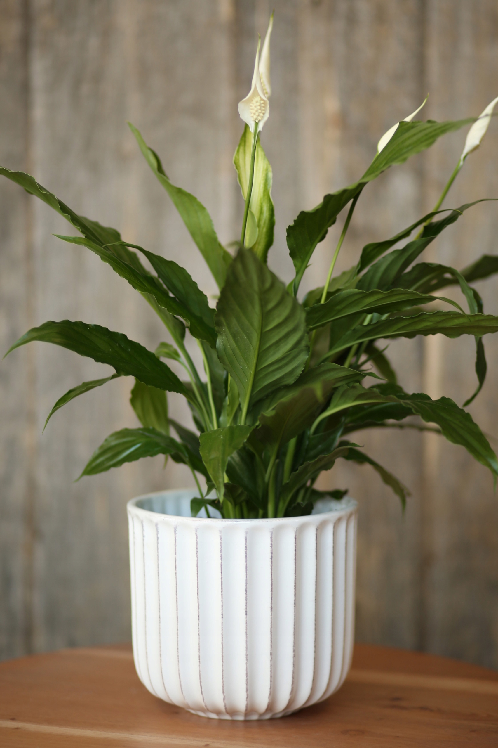 Osłonka biała Sephora 18x16cm doniczka ceramiczna Materiał ceramika