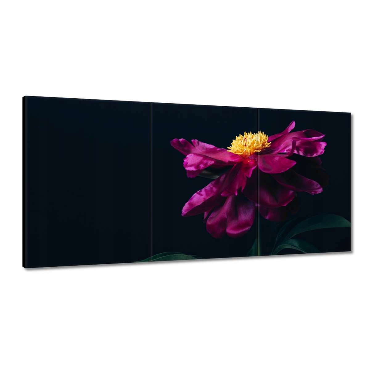Obrazy 180x90 Krásny ružový kvet Astra