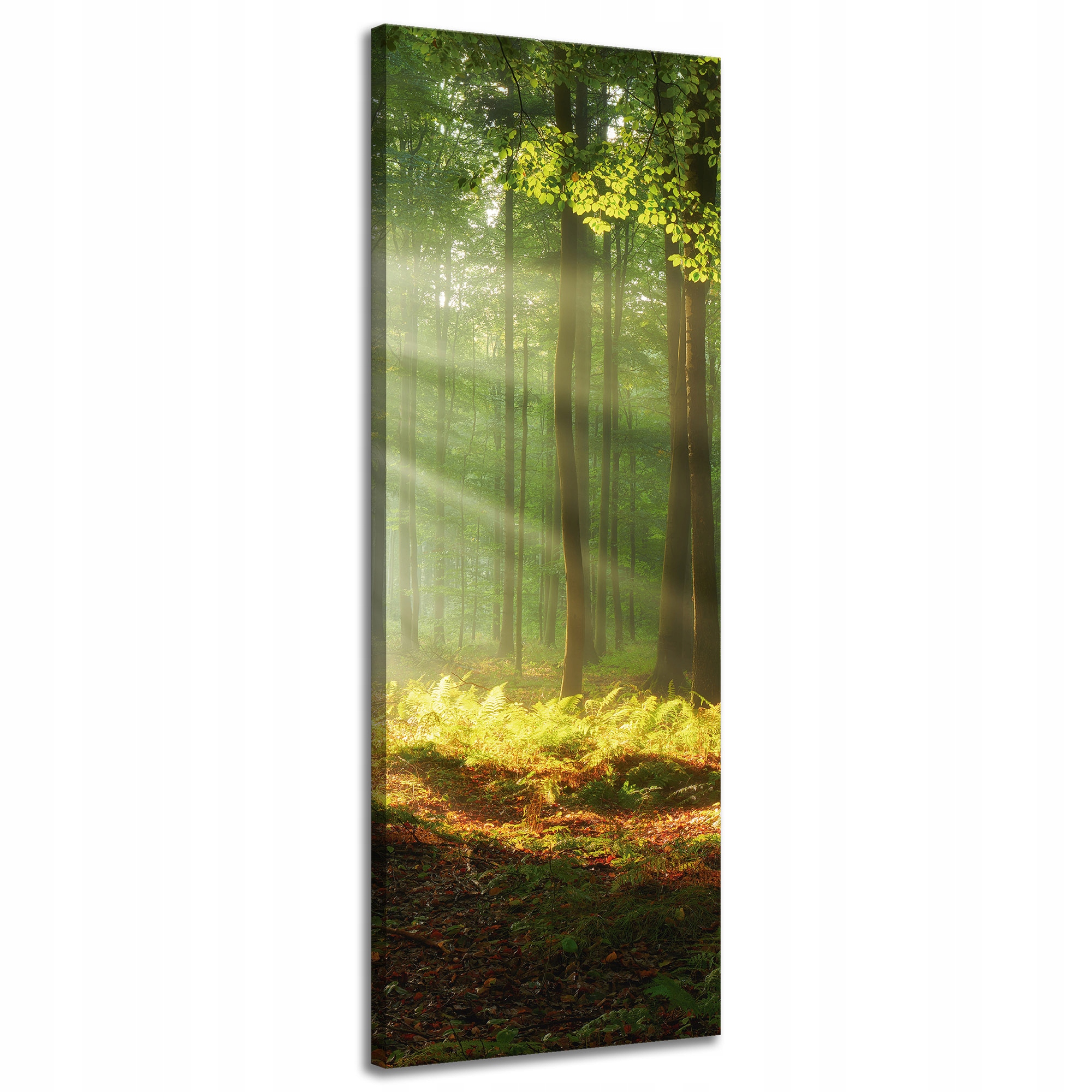 Obraz na plátně Světlo v lese Příroda Stromy 40x120 cm