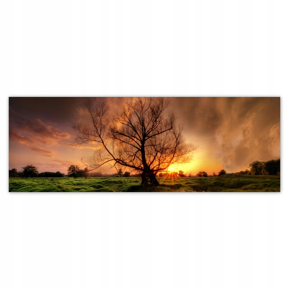 

Fototapety flizelina 624x219 Dąb w Rogalinie