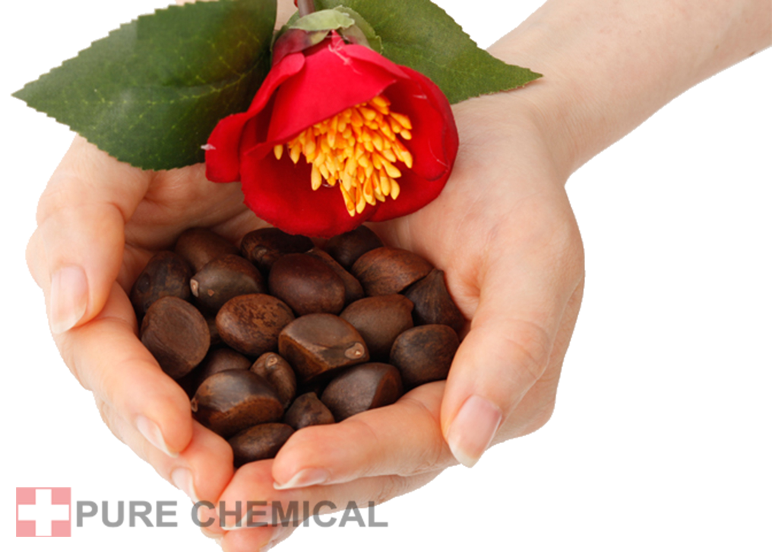 OLEJEK TSUBAKI Z KAMELII JAPOŃSKIEJ NIERAFINOWANY ZIMNOTŁOCZONY 30ml Rodzaj Inny