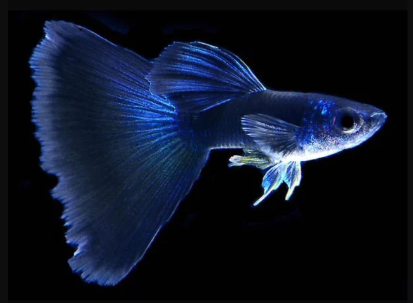 Гуппи синий сорт-Poecilia-самцы