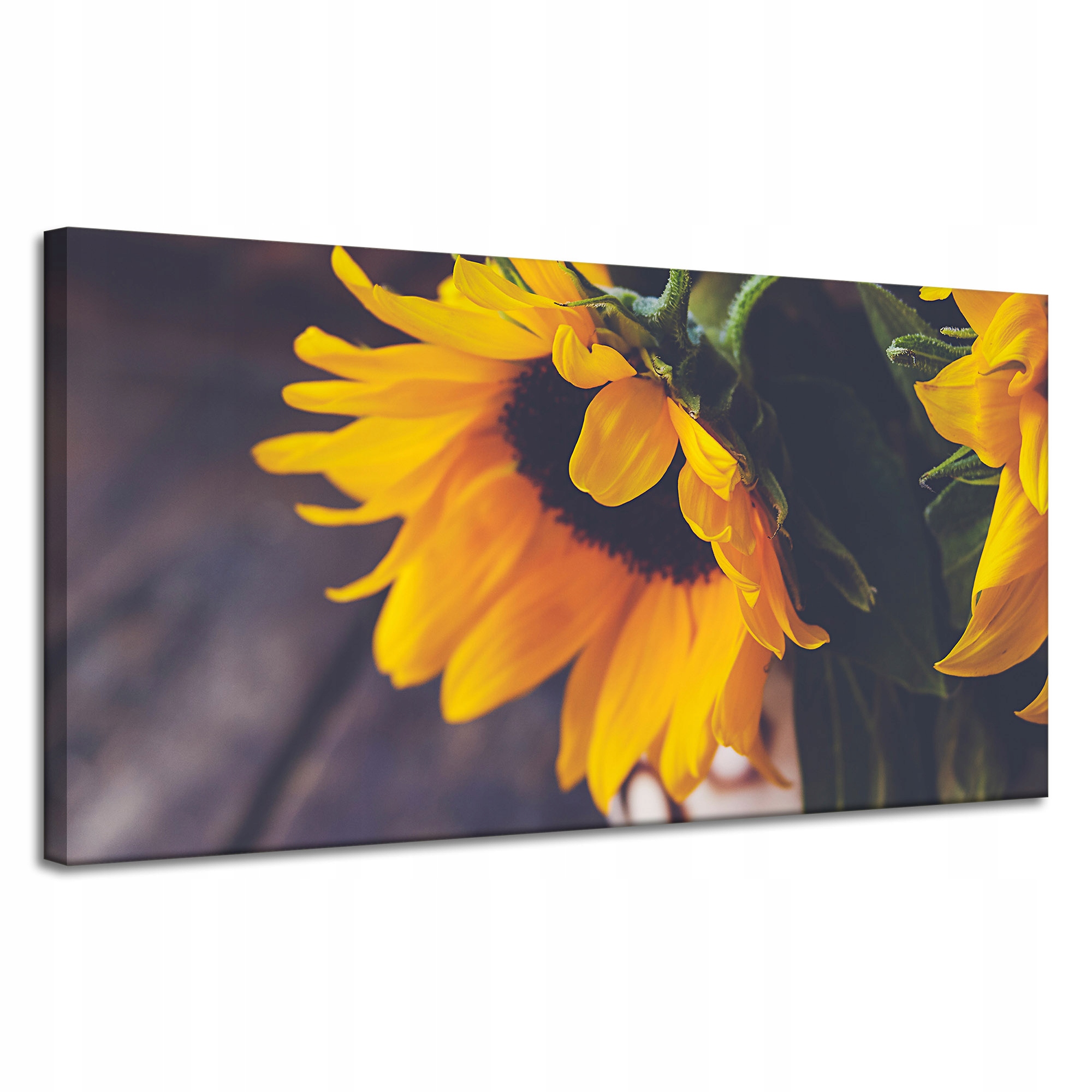 Obraz na plátně Květina Botanika Slunečnice 120x60