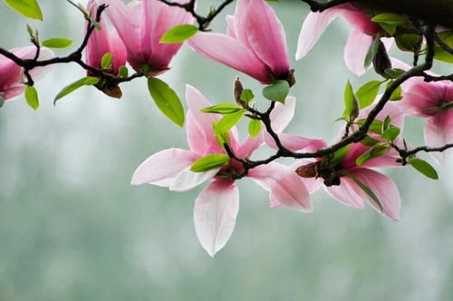 

Fototapeta flizelina na wymiar Magnolia