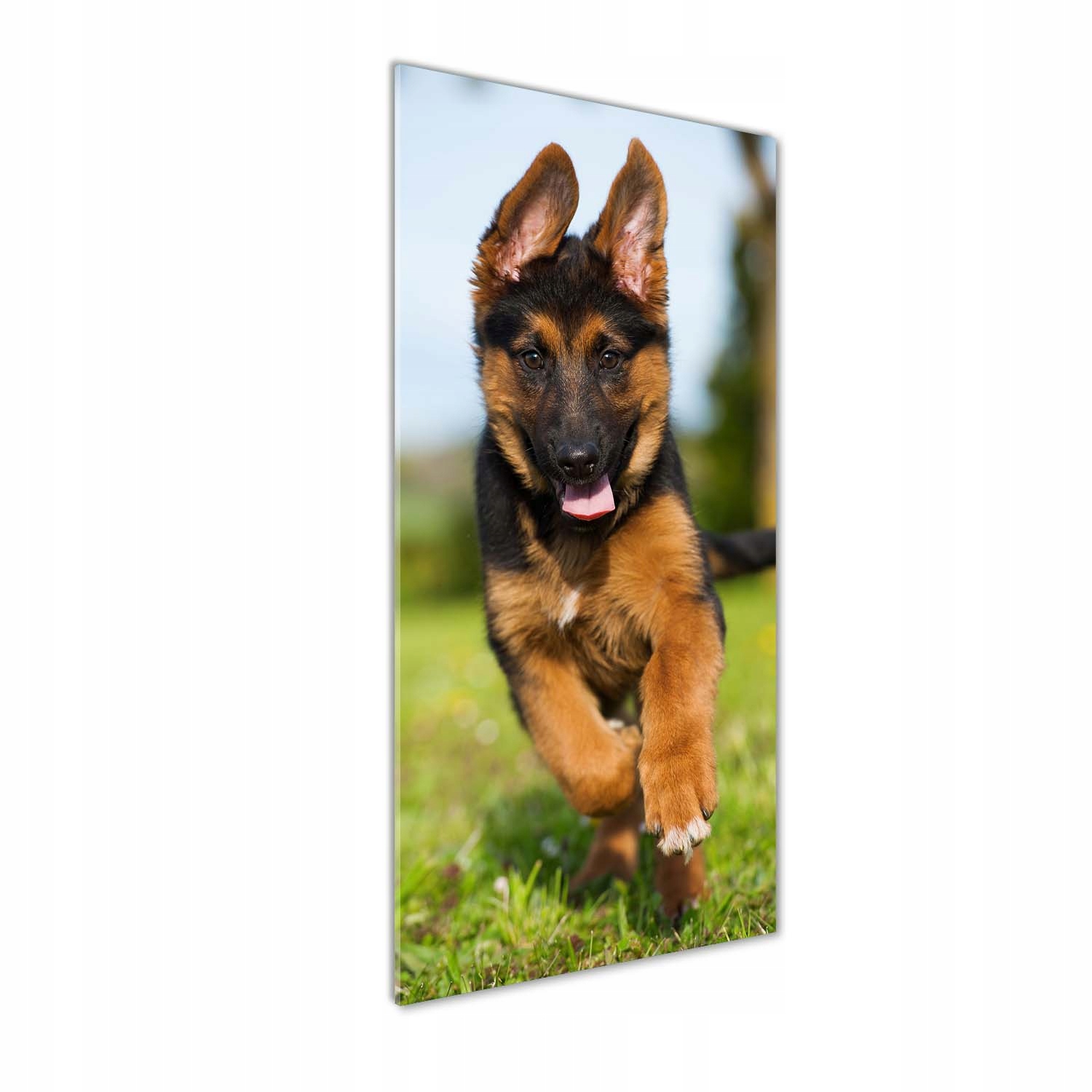 

Foto obraz akrylowy Owczarek niemiecki 50x125 cm
