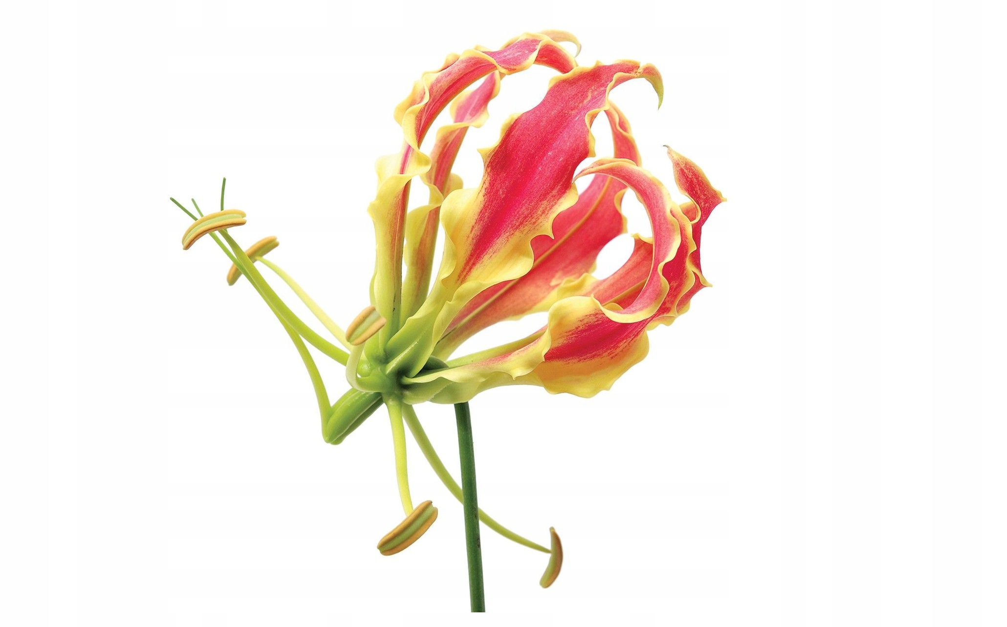 Fototapeta Glorióza květiny na bílém pozadí vinylová 254x184 lepidlo