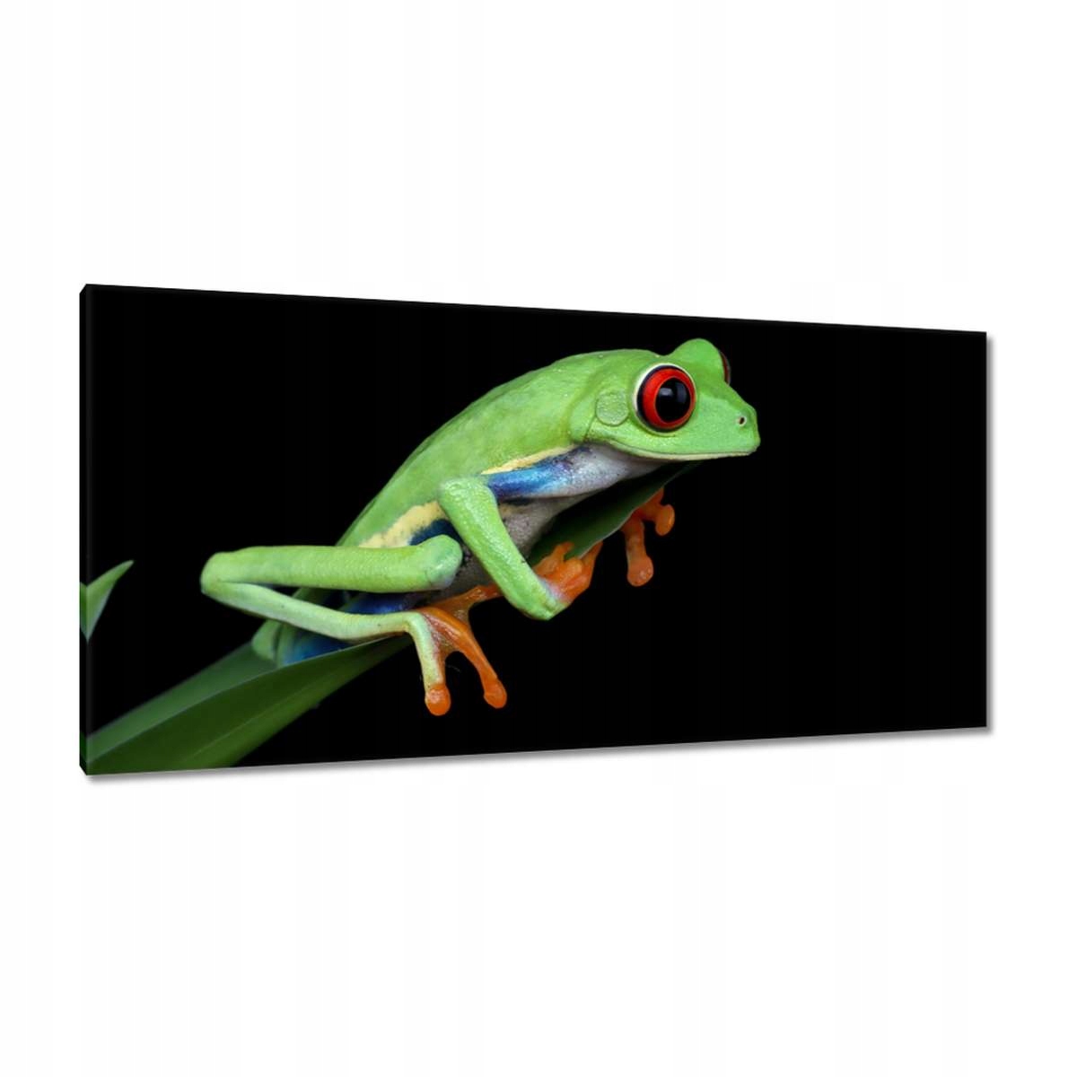 Obrazy 115x55 Barevná uchopovačka žába