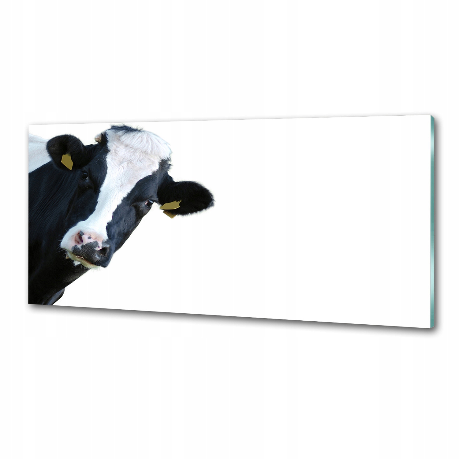 Sklenený panel do kuchyne Krava 125 x 50 cm Lepidlo