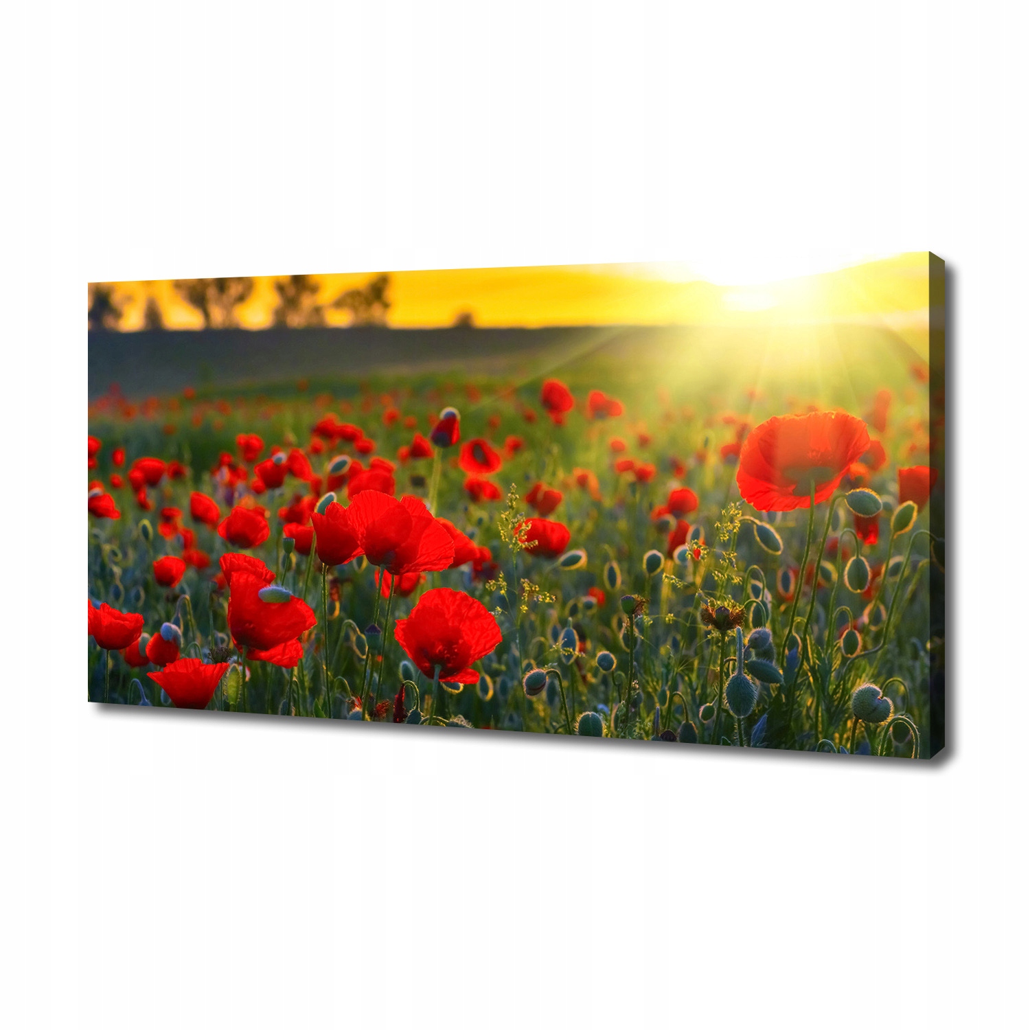 

Foto obraz canvas na ścianę Pole maków 140x70 cm