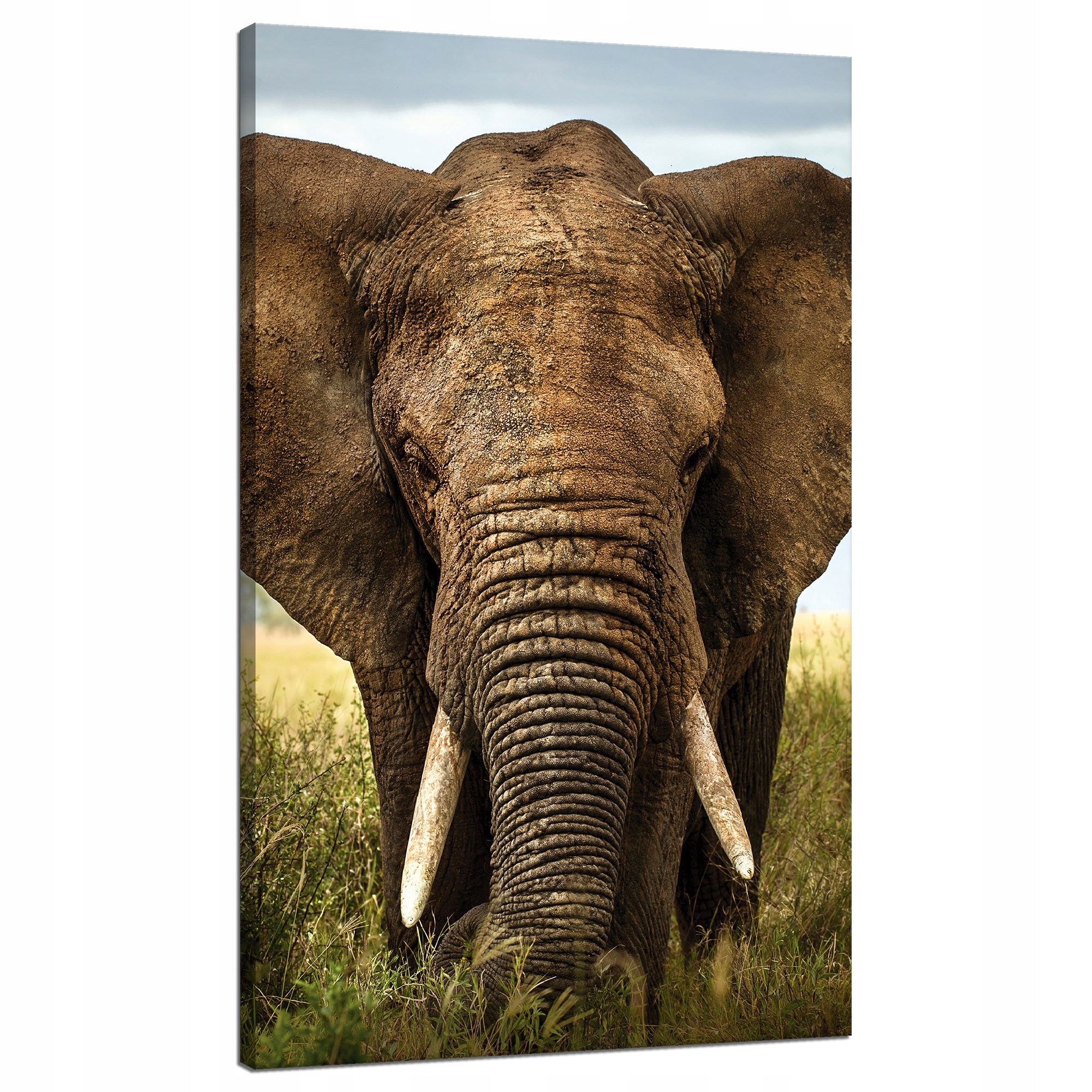 Obraz na plátně Slon v Vysoké Trávě Afrika 70x120 cm Ideální jako dárek