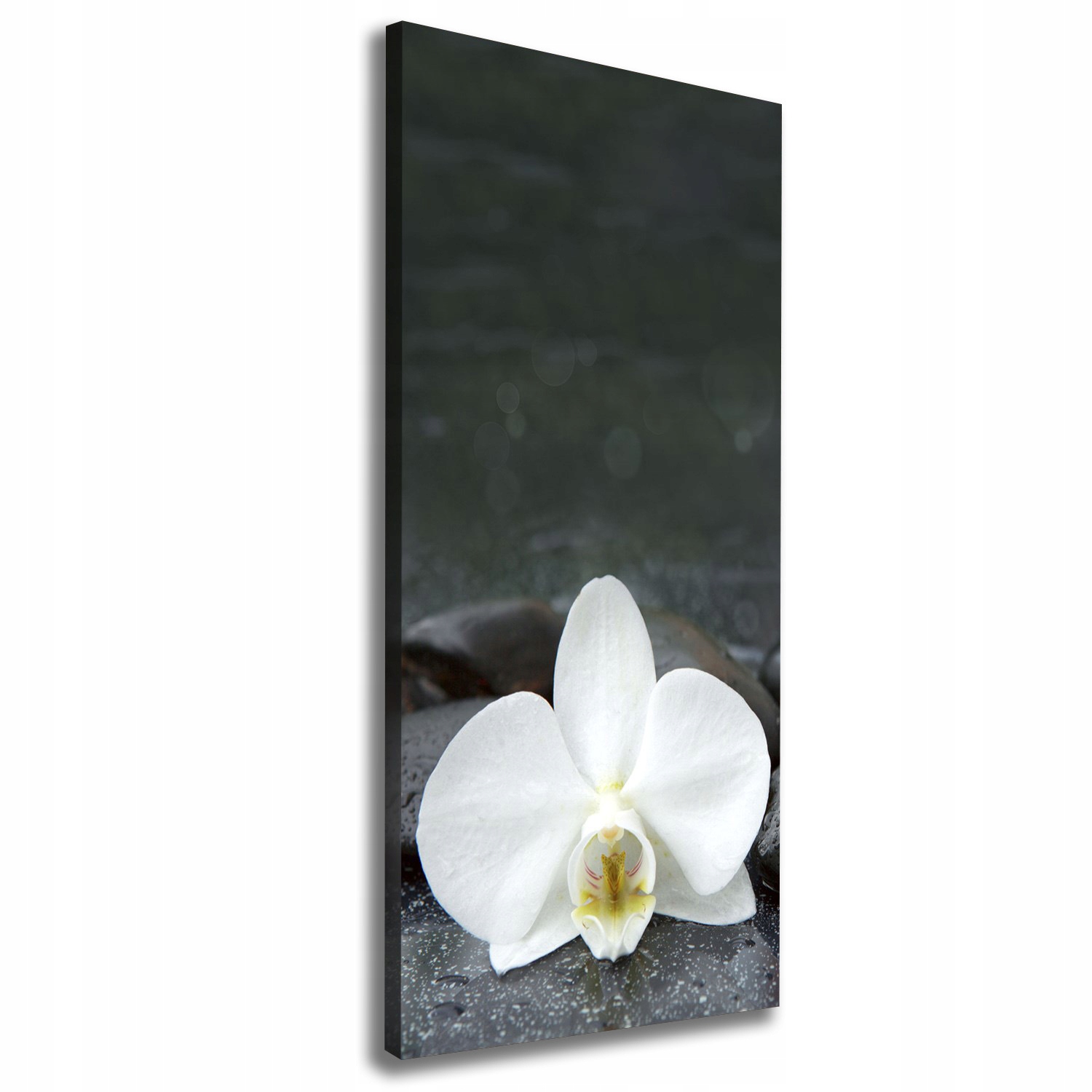 

Foto obraz na płótnie Orchidea kamienie 50x125 cm