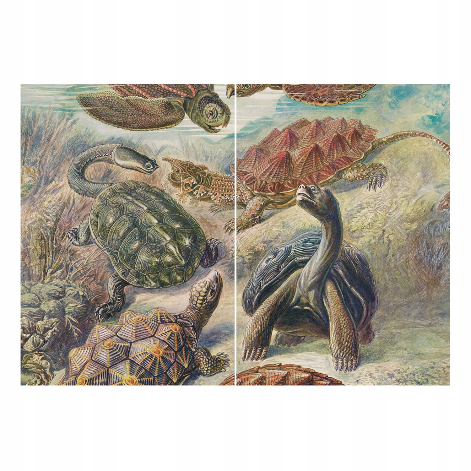 Fototapeta na flizelině Zeď do předsíně Želví fauna 208x146 lepidlo