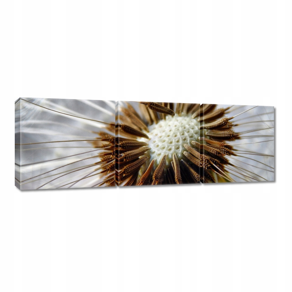 

Obrazy 60x20 Dmuchawiec Kwiat Kwiatki