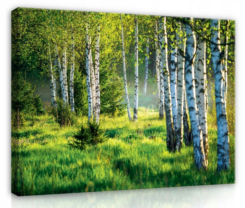 Obraz 120x80 Břízový les, sluneční světlo, jaro, léto, příroda, klid