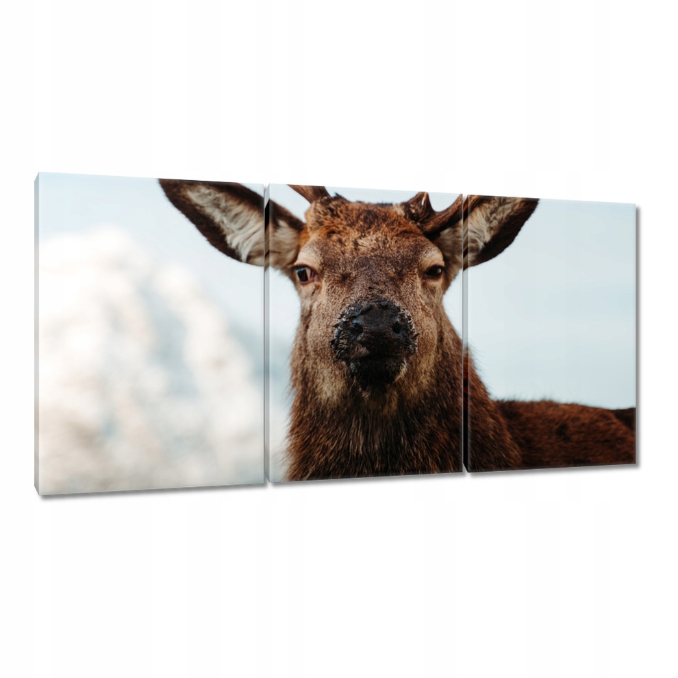 

Obrazy 120x60 Jeleń Jelenie Rogacz