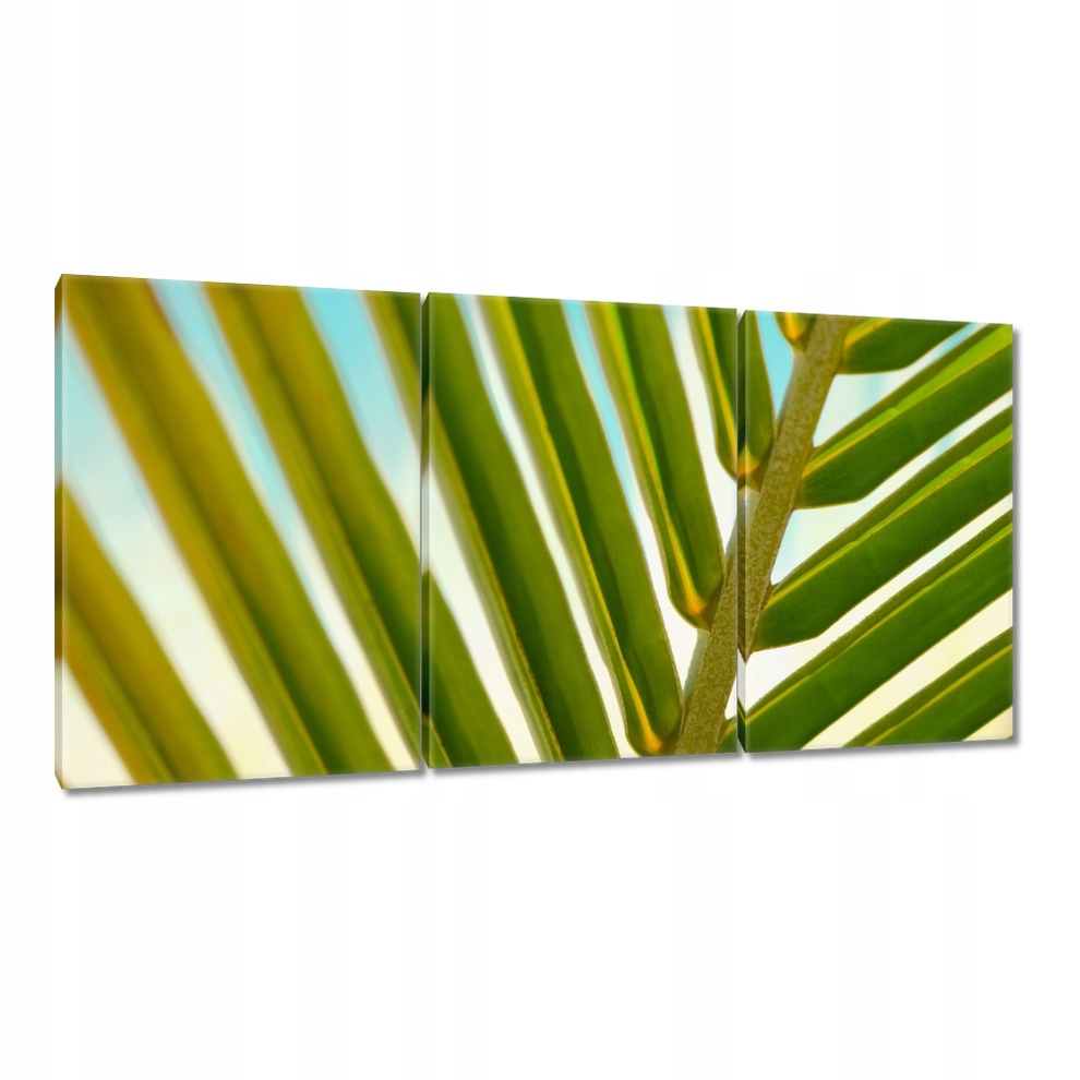 

Obrazy 120x60 Palma Liście Liść