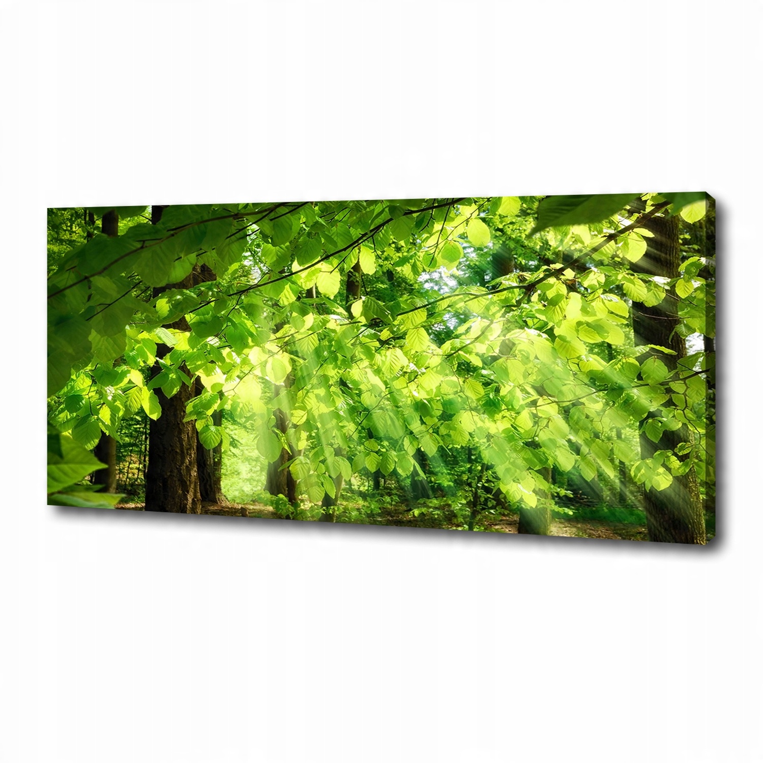 

Foto obraz canvas na ścianę Liście buku 125x50 cm