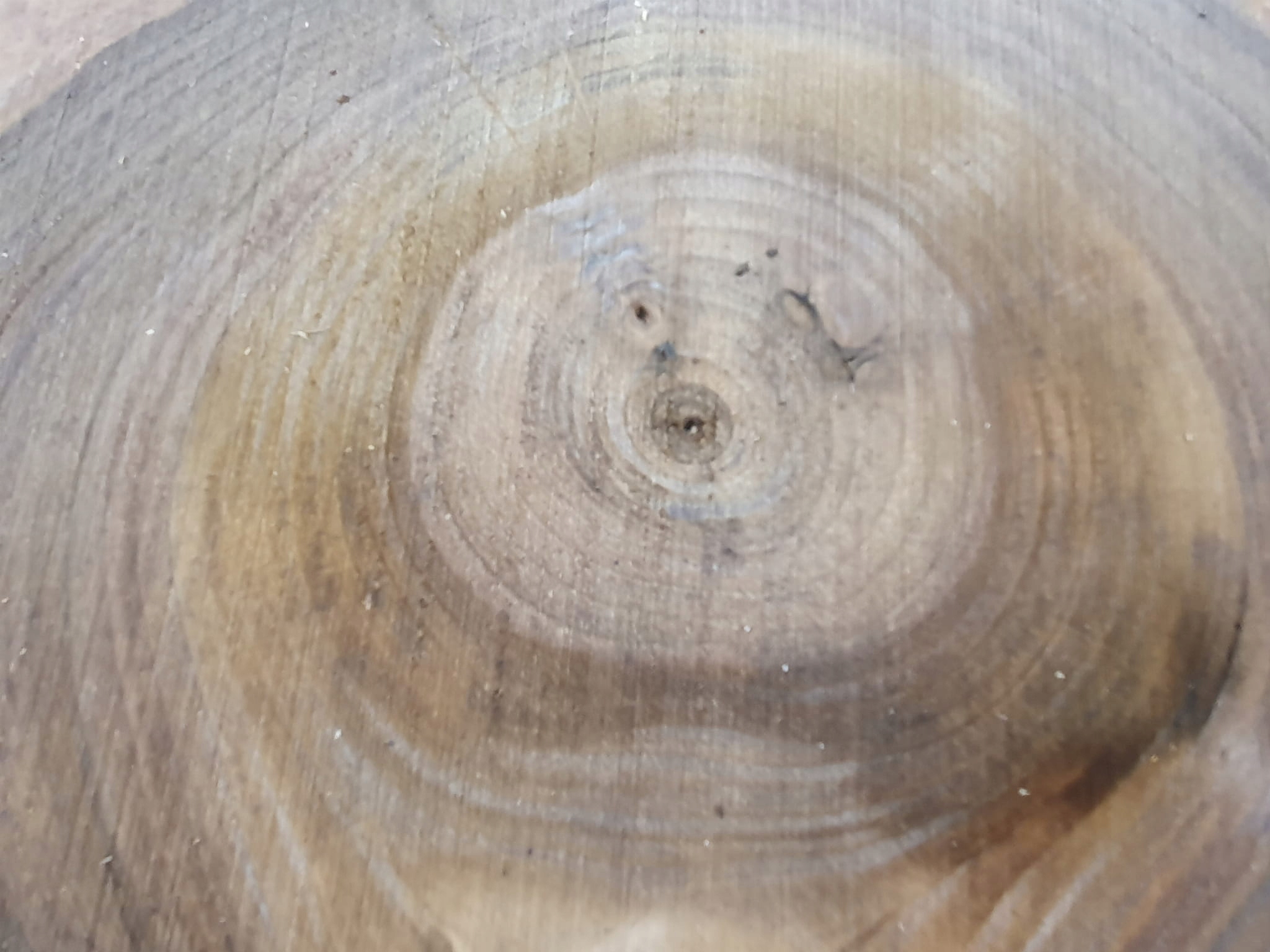 Plaster Orzecha Włoskiego 52x46 cm Różne Rozmiary Marka Inna