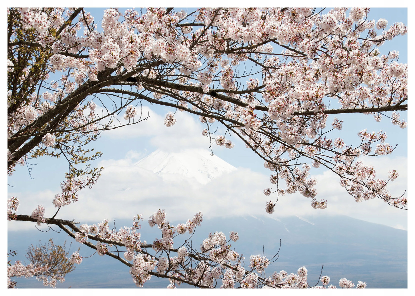 Fototapeta Fuji a Sakura Japonské jaro v růžové mlze 416x254 vinyl lepidlo