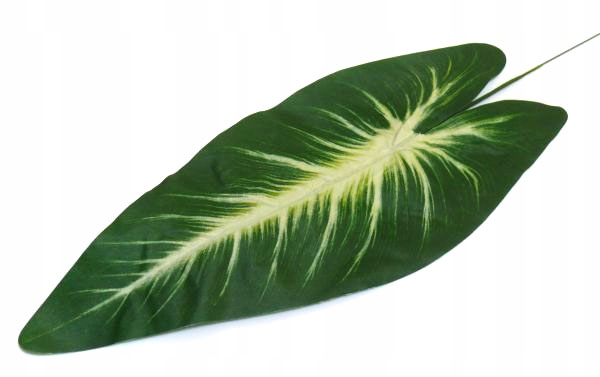 Liść ANTURIUM dk.green/white LIŚCIE