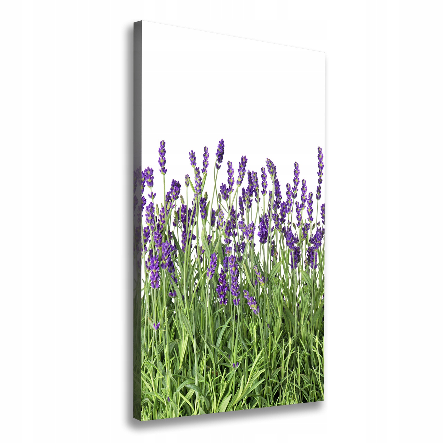 Fotoobraz canvas do obývacího pokoje Pole levandule 50x100
