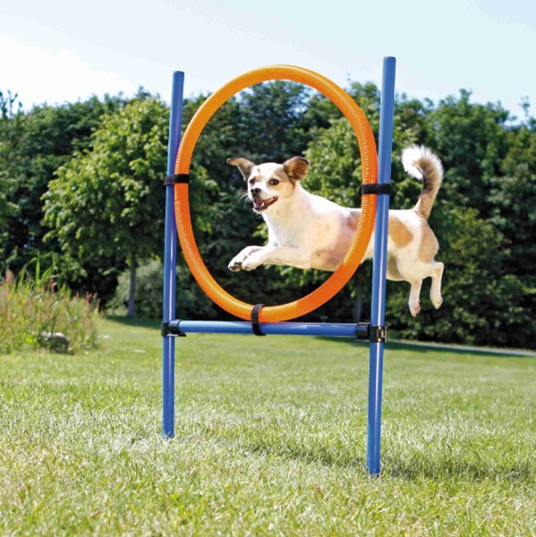 

Obręcz koło tor przeszkód skoków psa agility Trixi