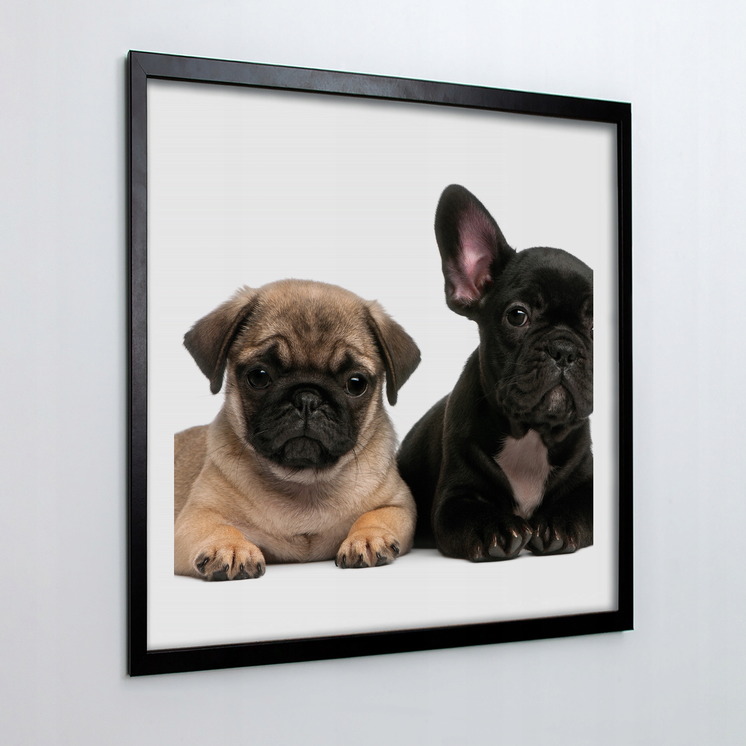 

Nowoczesny obraz z ramką Mops buldog pies 50x50 cm