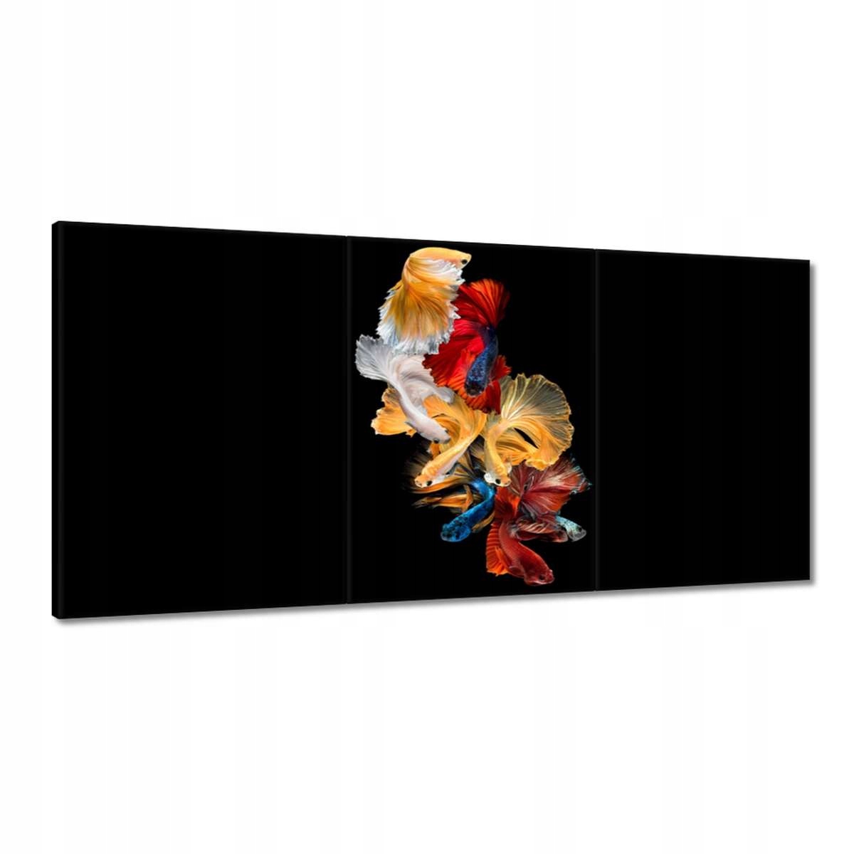 Obrazy 180x90 Farebné siamské rybky