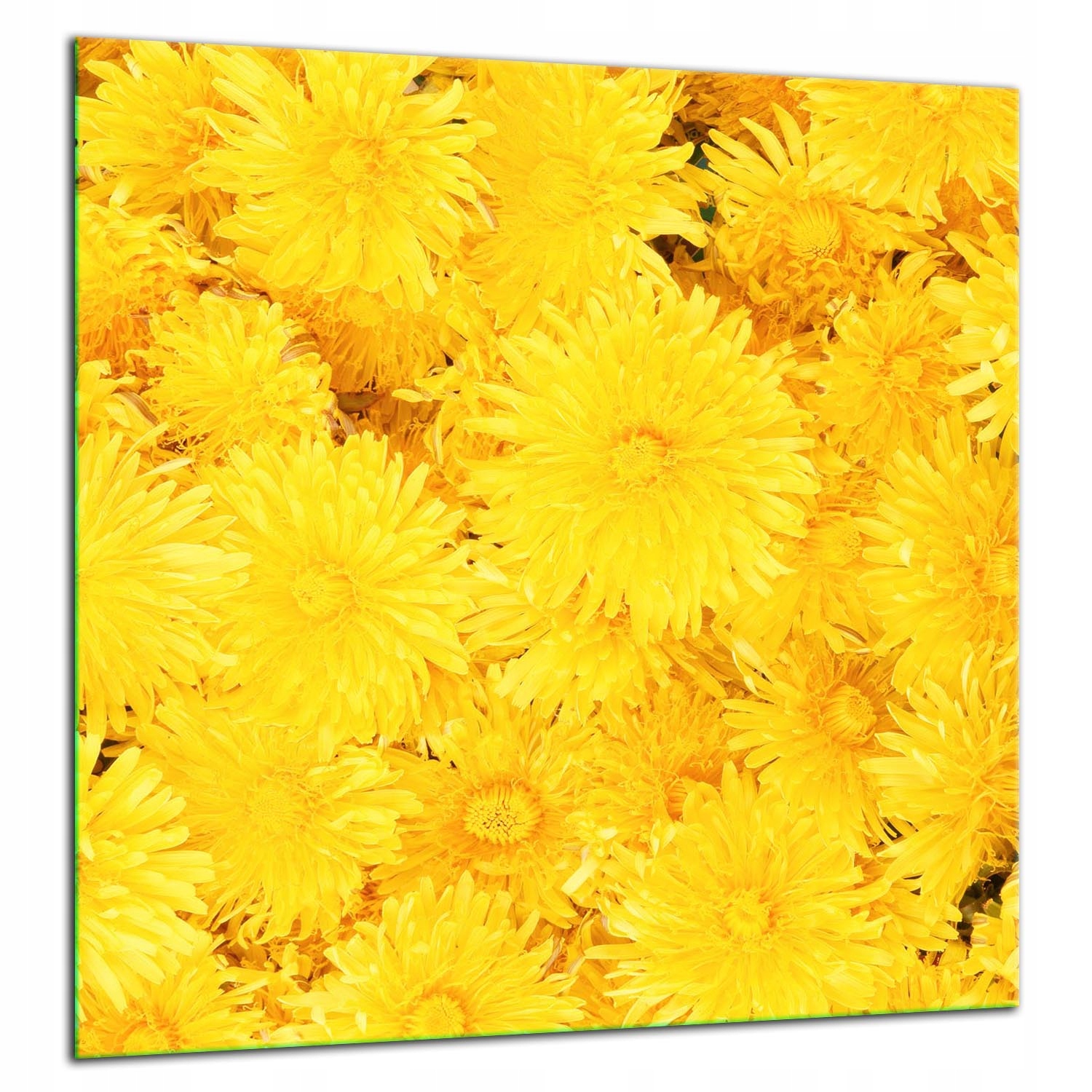 Skleněná Ochranná Deska Panel Lepidlo 60x65 Květiny