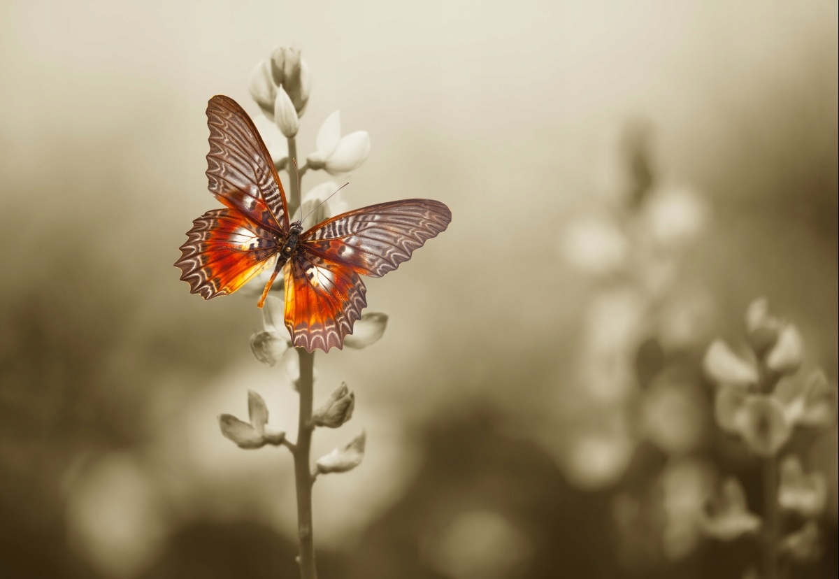 

Fototapeta Flizelinowa Motyl Kwiaty - 152x104