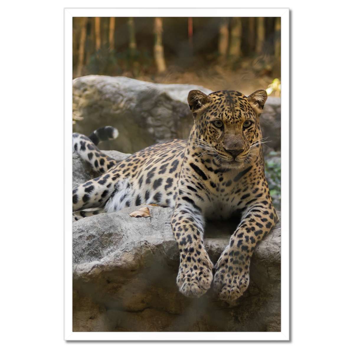 Plakáty v rámu 40x60 Leopard